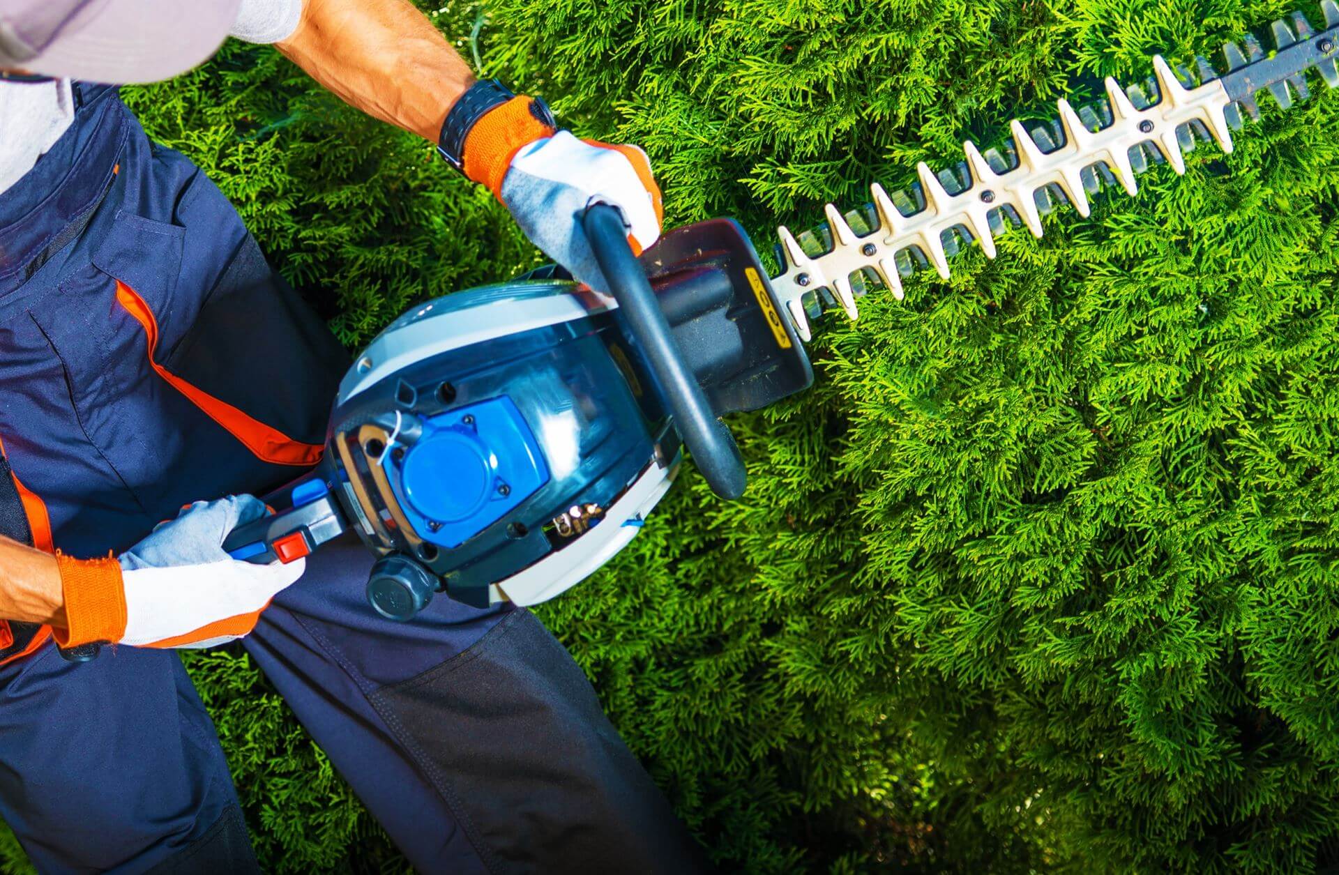 Hedge trimming in Auckland and Waiheke